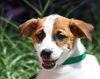 Mary the Back to School Puppy