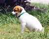 Mary the Back to School Puppy