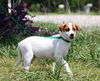 Mary the Back to School Puppy