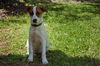 Mary the Back to School Puppy