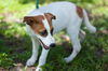 Mary the Back to School Puppy