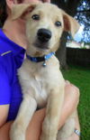 Seminole the Back to School Puppy