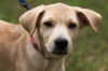 Seminole the Back to School Puppy