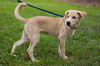 Seminole the Back to School Puppy