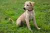 Seminole the Back to School Puppy