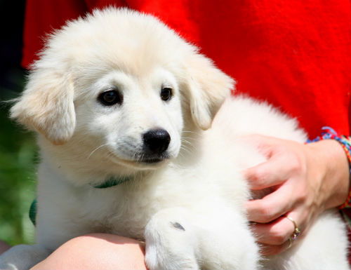 Winter Springs the Back to School Puppy