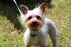 Prima the Yorkie