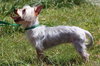 Prima the Yorkie