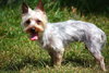 Prima the Yorkie