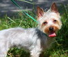 Prima the Yorkie