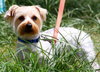Jordan the Yorkie