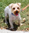 Jordan the Yorkie