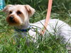 Jordan the Yorkie