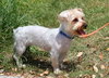 Jordan the Yorkie