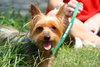 Casey the Yorkie