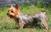 Casey the Yorkie