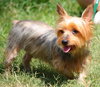 Casey the Yorkie