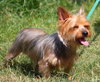 Casey the Yorkie