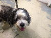Patches the Senior Cockapoo