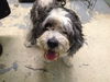 Patches the Senior Cockapoo