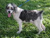 Patches the Senior Cockapoo