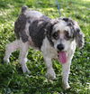 Patches the Senior Cockapoo