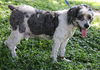 Patches the Senior Cockapoo