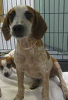 Richman the Deagle Puppy