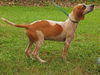 Richman the Deagle Puppy