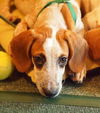 Richman the Deagle Puppy