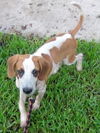 Richman the Deagle Puppy