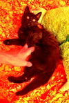 Cleo the Docile & Loving Kitten