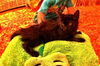 Cleo the Docile & Loving Kitten