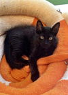 Cleo the Docile & Loving Kitten