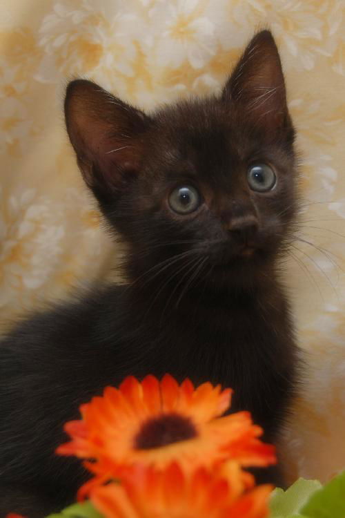 Abby the Confident Bouncy Kitten