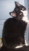 Annie the Tuxedo Kitten