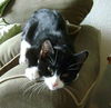 Annie the Tuxedo Kitten