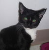 Frodo the Tuxedo Kitten