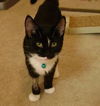 Frodo the Tuxedo Kitten