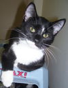 Sam the Tuxedo Kitten