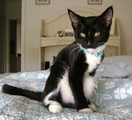 Sam the Tuxedo Kitten