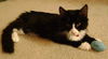 Pippin the Tuxedo Kitten