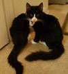 Pippin the Tuxedo Kitten