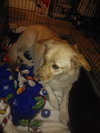 Petey the Lab/Shepherd