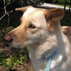 Petey the Lab/Shepherd