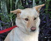 Petey the Lab/Shepherd