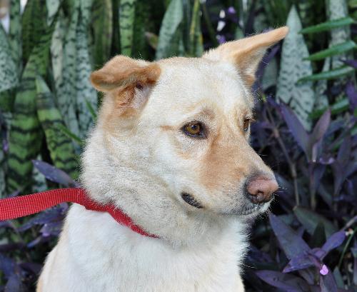 Petey the Lab/Shepherd