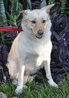 Petey the Lab/Shepherd