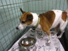 Tinkerbell the Jack Russell Terrier
