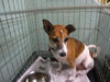 Tinkerbell the Jack Russell Terrier